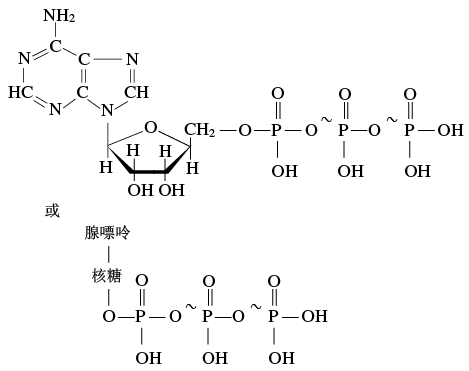 三磷酸腺苷